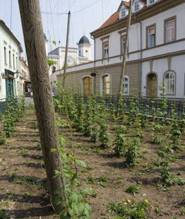 Žatec