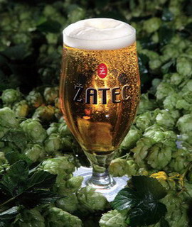 Žatecké pivo